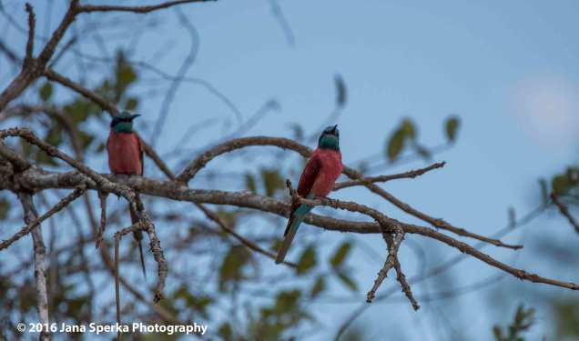 carmine-bee-eatersweb