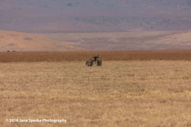 dancing-ostrich_1web