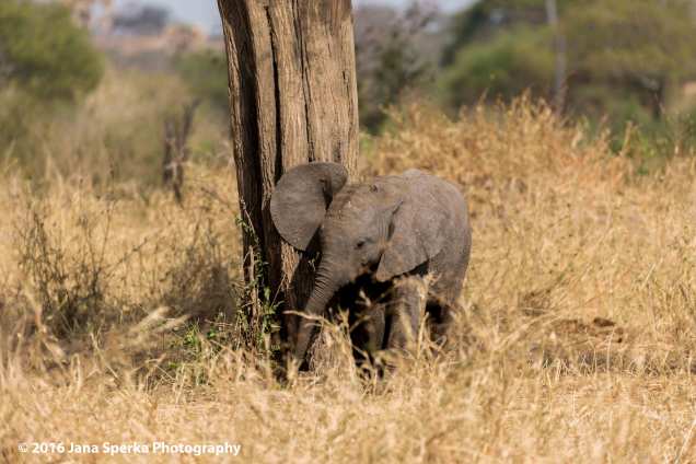 ellie-baby-cutenessweb