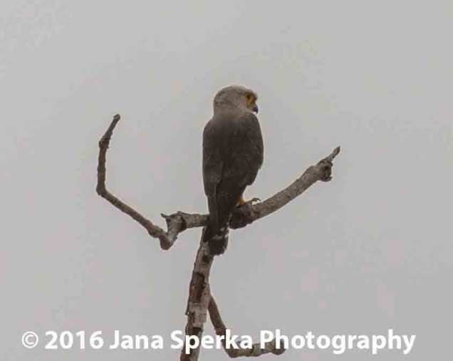 grey-headed-somethingweb