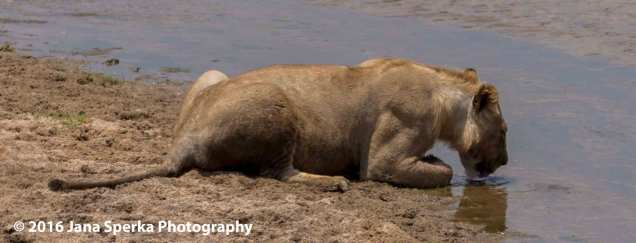 lion-drinking_1web