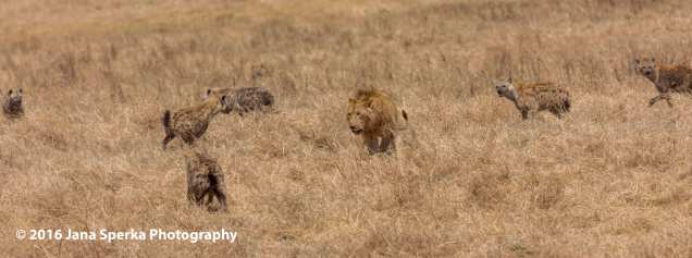 lion-vs-hyena_3web