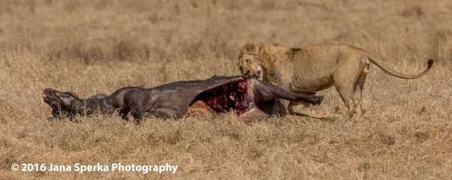 lion-vs-hyena_6web