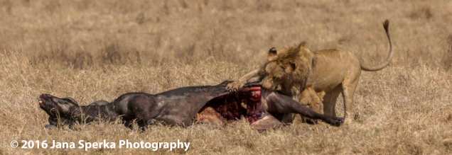 lion-vs-hyena_7web