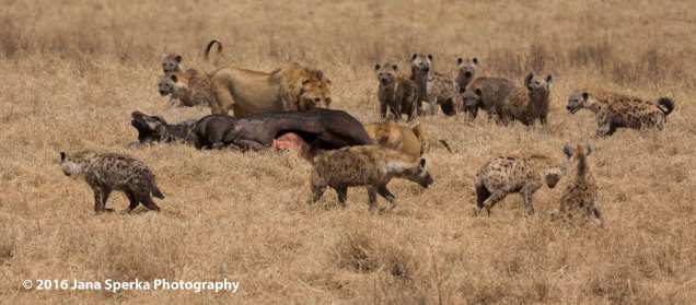 lion-vs-hyenaweb