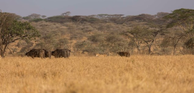 lions-baby-buffalo-hunt