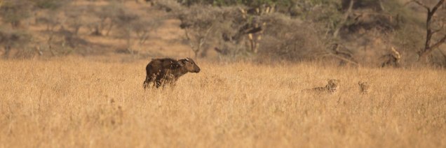 lions-baby-buffalo-hunt_12