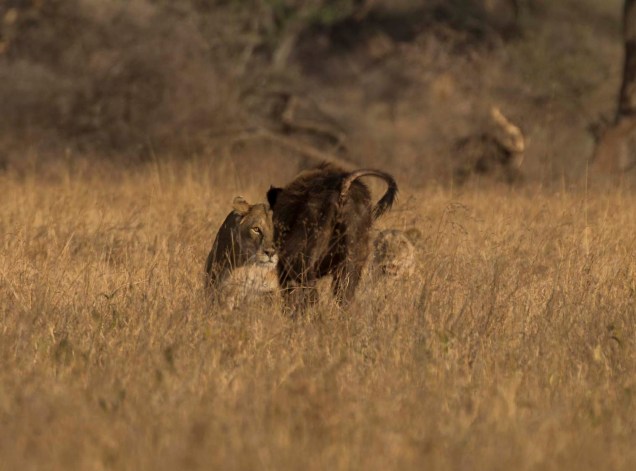 lions-baby-buffalo-hunt_14