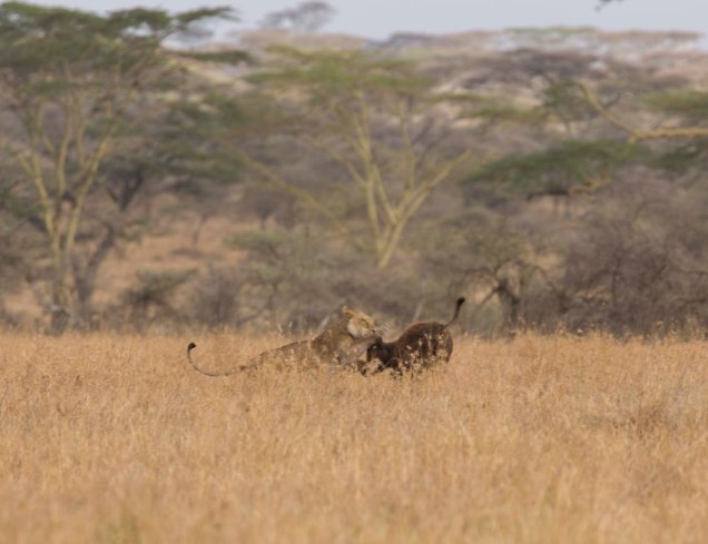 lions-baby-buffalo-hunt_3