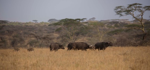 lions-baby-buffalo-hunt_4