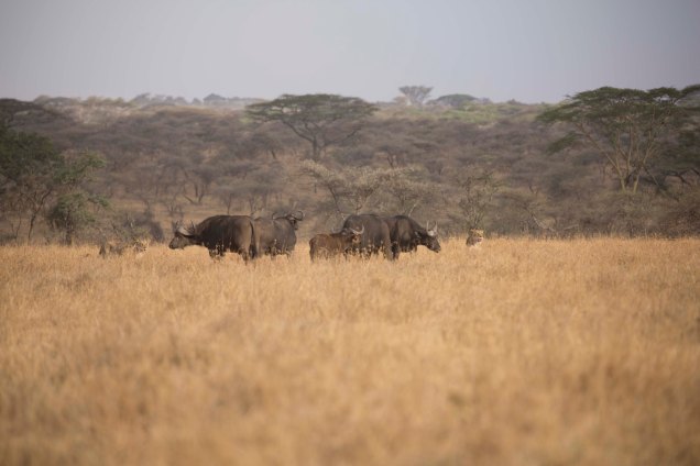 lions-baby-buffalo-hunt_5