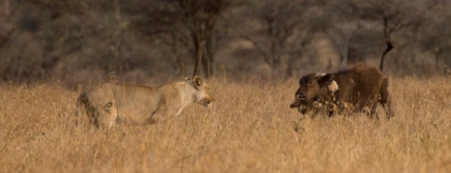 lions-baby-buffalo-hunt_8