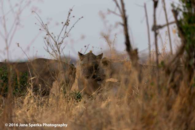 lions-brotherly-loveweb
