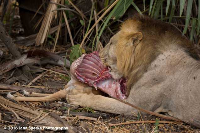 lions-eating_12web