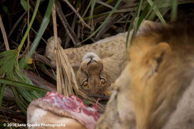 lions-eating_18web
