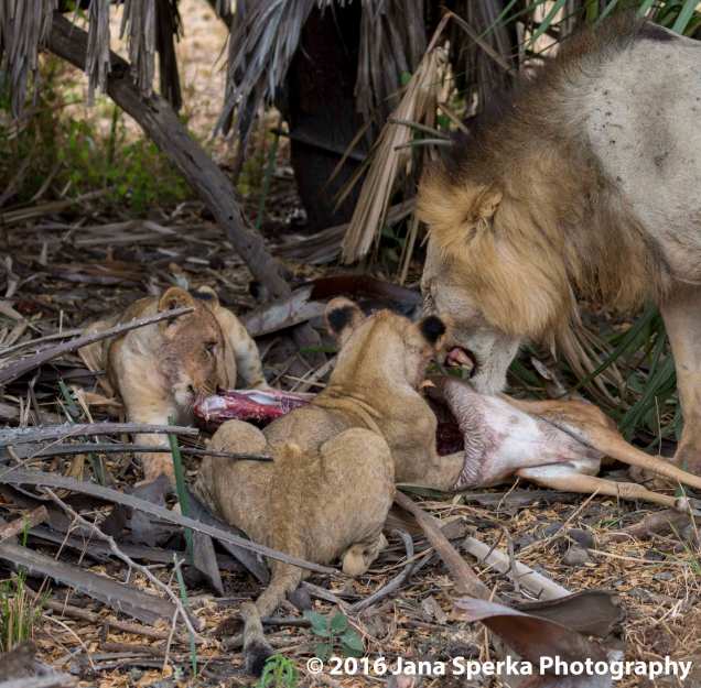lions-eating_1web