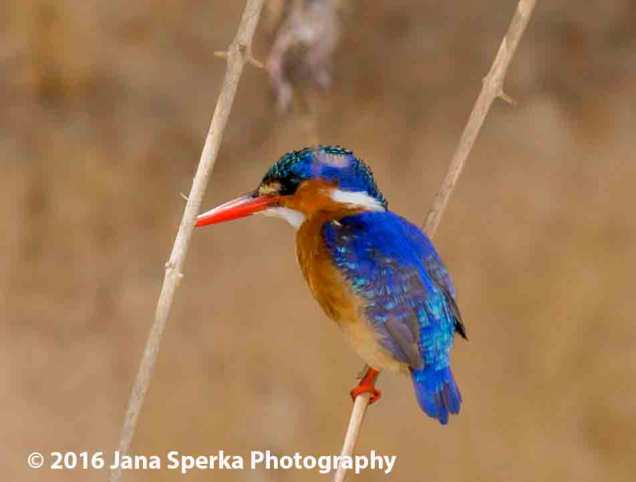 malachite-kingfisherweb