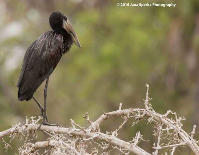 open-billed-storkweb