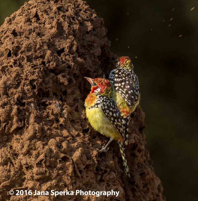 red-and-yellow-barbetweb