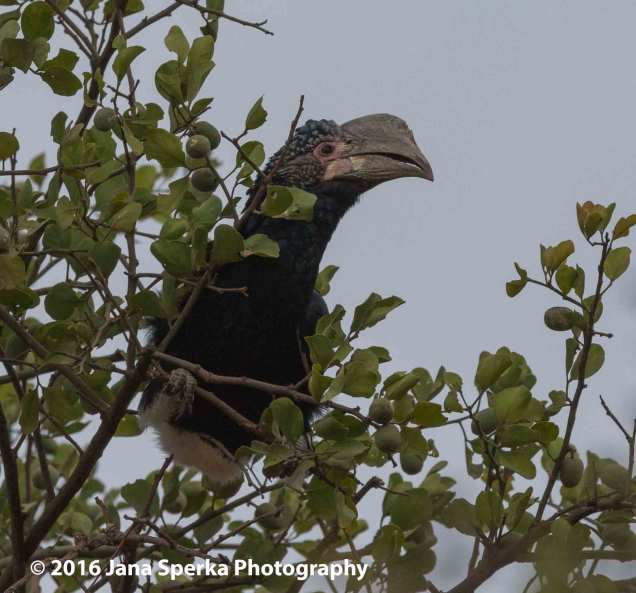 trumpeter-hornbillweb