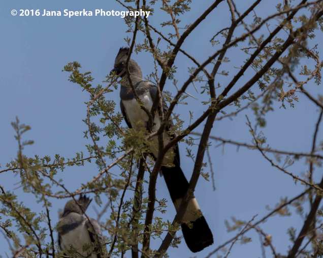 white-bellied-go-away-birdweb