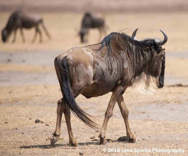 wildebeesteweb