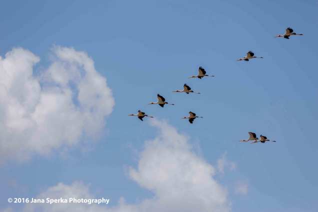 yellow-billed-storks-flyingweb
