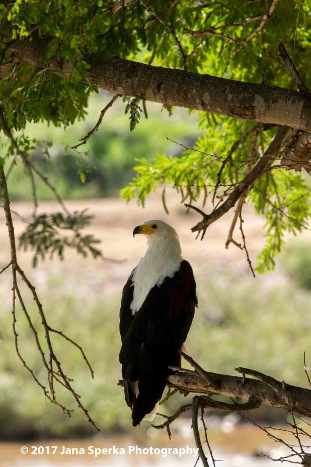 african-fisheagleweb