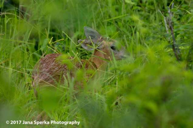duiker-or-steinbuckweb