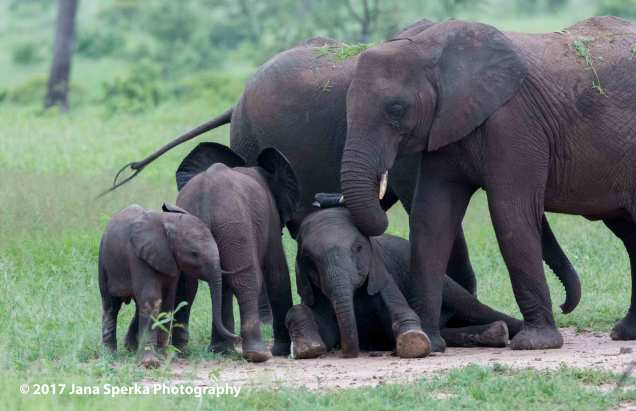 ellie-playmates_1web