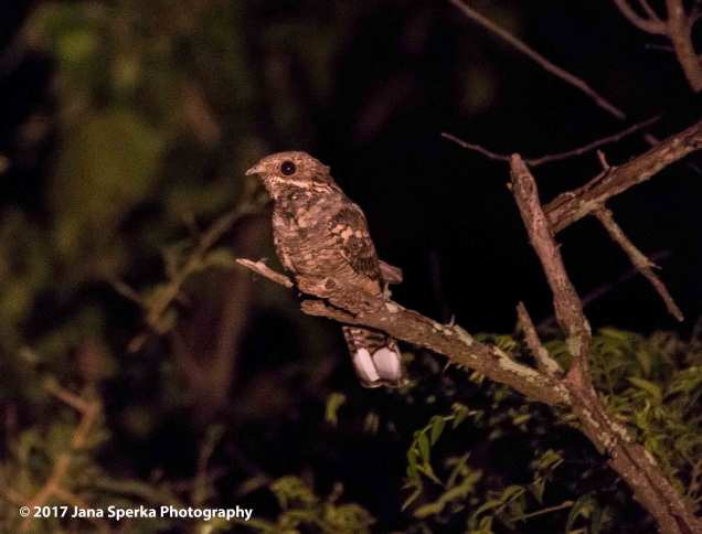 fiery-necked-nightjarweb