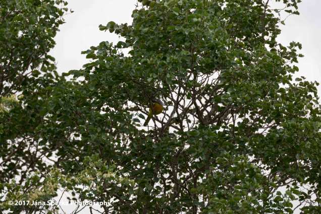grey-headed-bushshrike_2web