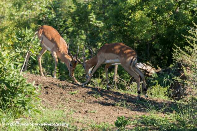 impala-king-of-the-hillweb