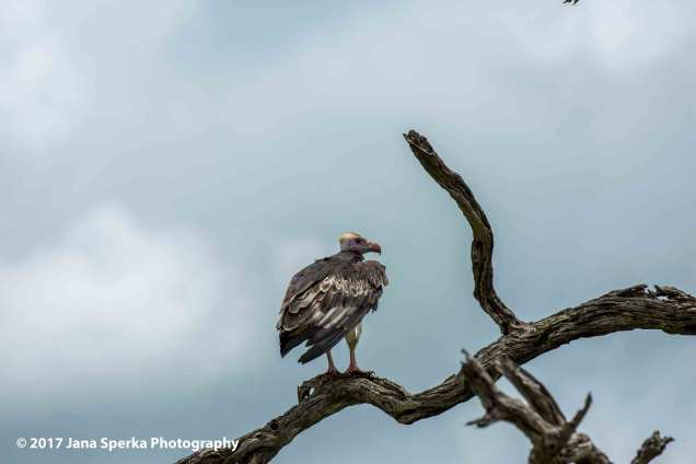 lapet-faced-vultureweb