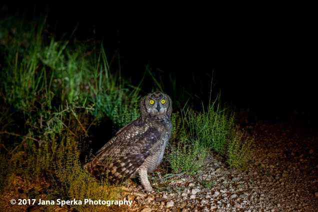 spotted-eagle-owl_1web