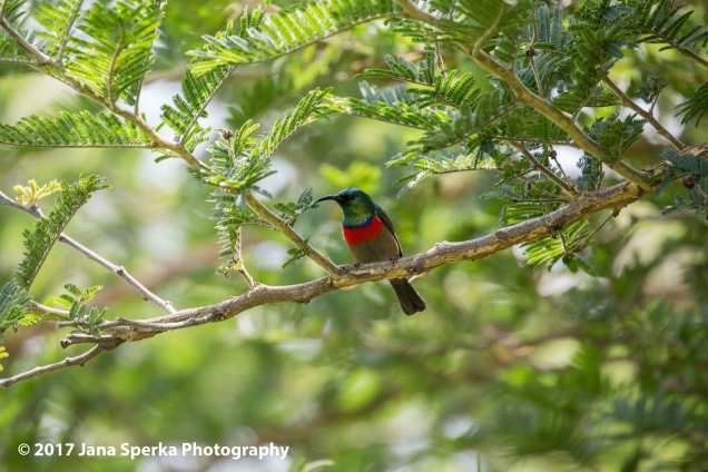 tiny-sunbird-maybeweb