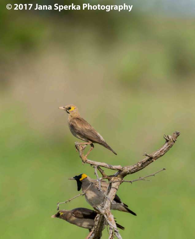 wattled-starlingweb