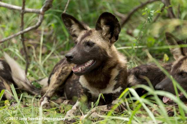 wild-dogs_6web