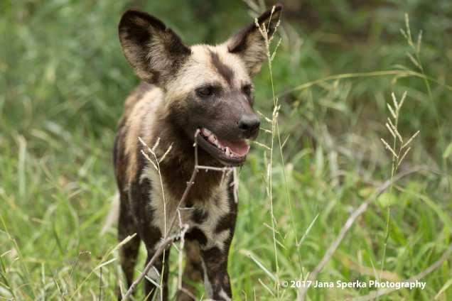 wild-dogs_7web