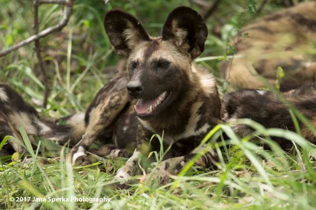 wild-dogs_8web