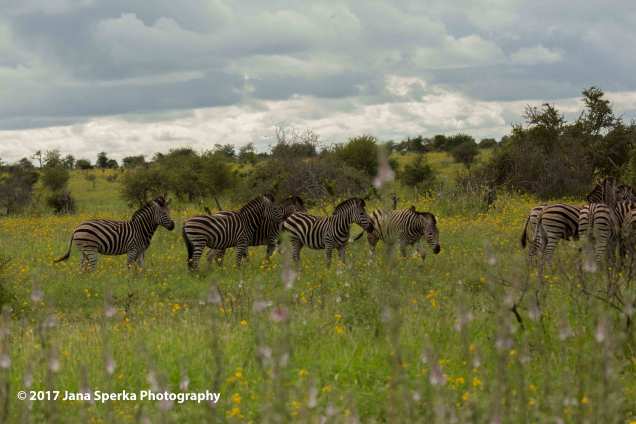 zebra-fieldweb