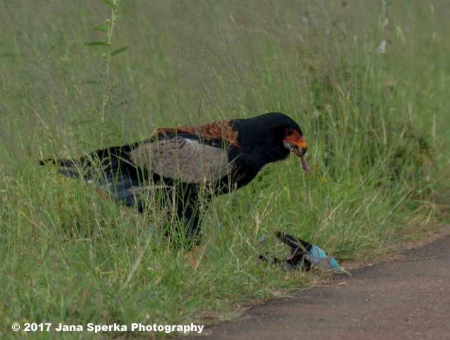 bateleur-and-dinnerweb