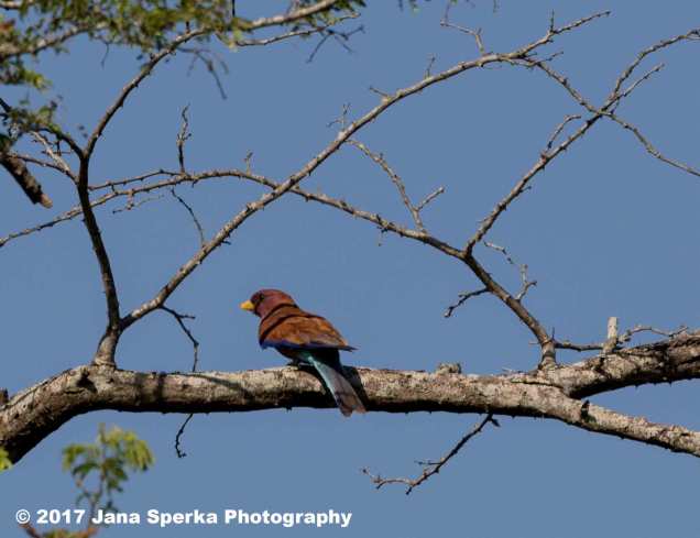 broad-billed-rollerweb