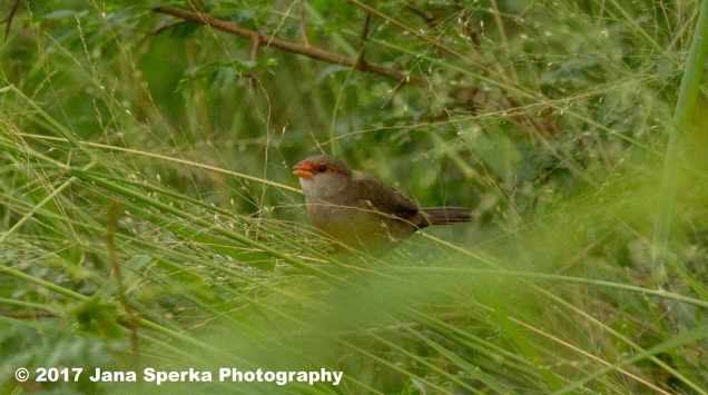 common-waxbillweb