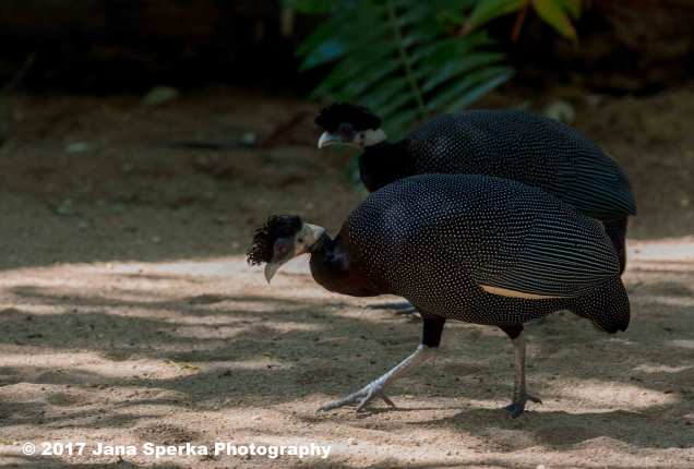 crested-guinea-fowlweb