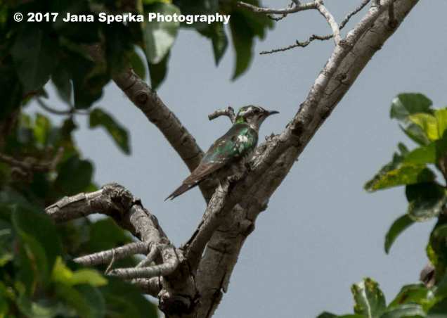 diderick-cuckoo-maleweb