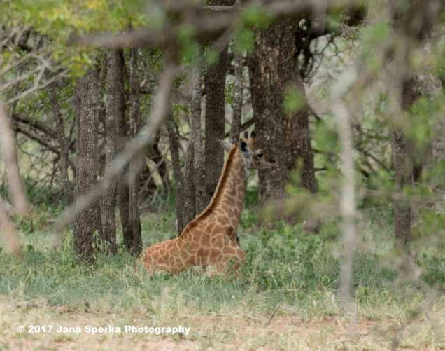 giraffe-napweb