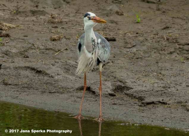 grey-heron-with-catfish_1web
