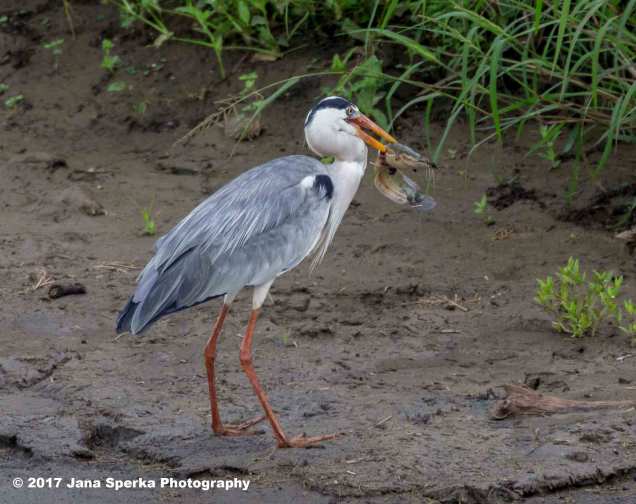 grey-heron-with-catfishweb