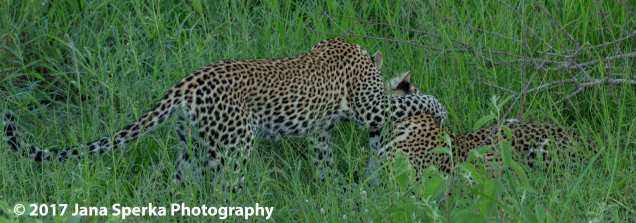hosana-and-xongileweb